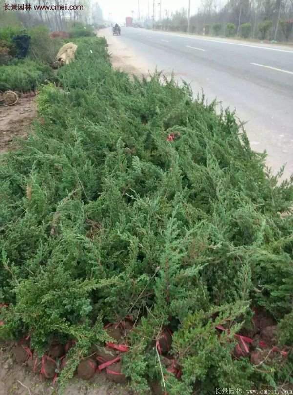 沭陽(yáng)的地柏基地 沭陽(yáng)的地柏基地