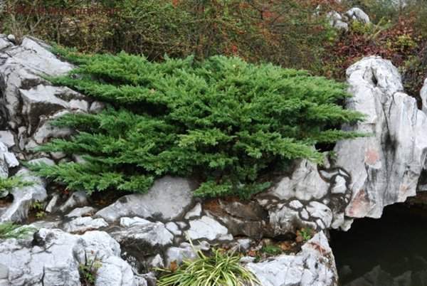 沭陽(yáng)的地柏基地 沭陽(yáng)的地柏基地