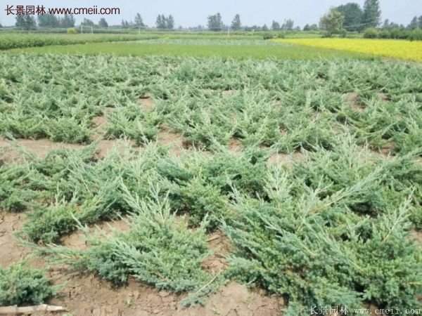 地柏價(jià)格 地柏價(jià)格