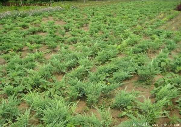 沭陽(yáng)的地柏 沭陽(yáng)的地柏