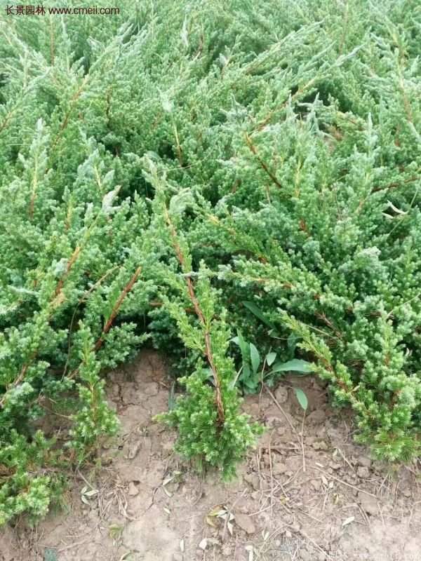 沭陽(yáng)的地柏 沭陽(yáng)的地柏