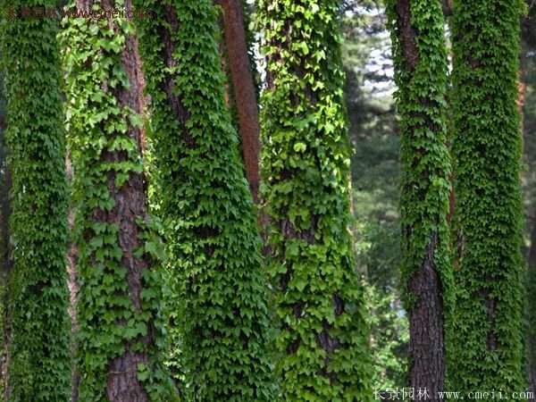 爬山虎一株多少錢？