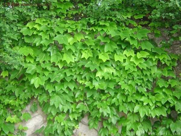 爬山虎一株多少錢？