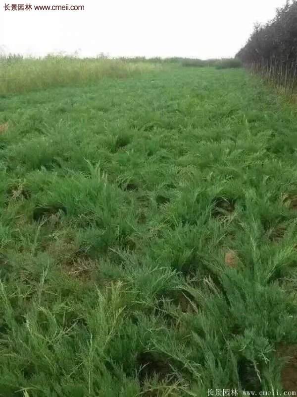 沭陽(yáng)沙地柏