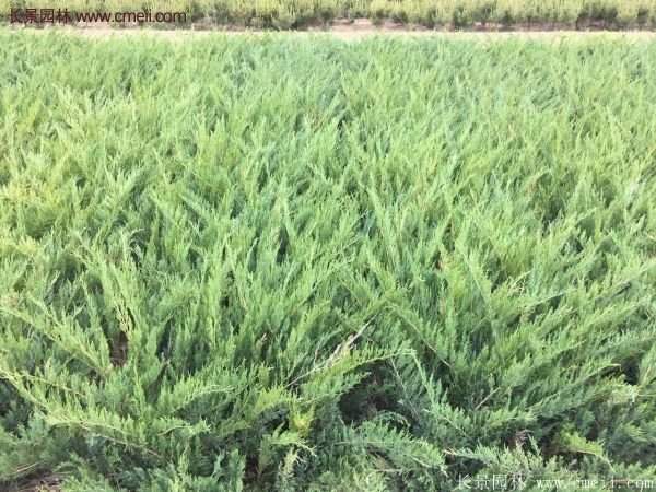 沭陽(yáng)沙地柏