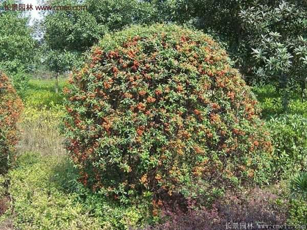 沭陽火棘苗、火棘球