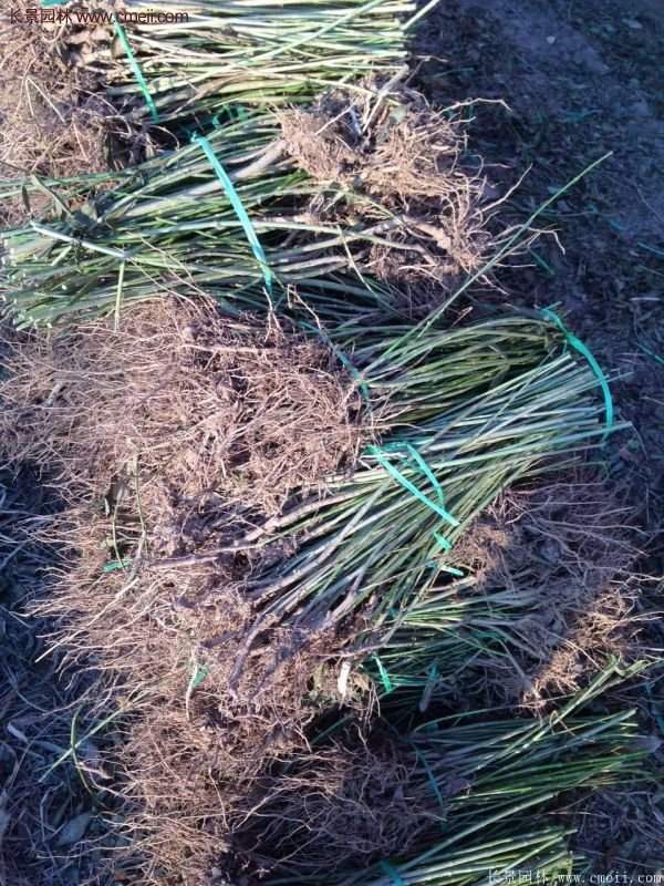 沭陽連翹苗供應(yīng) 沭陽連翹苗供應(yīng)