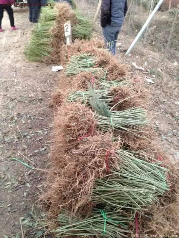 沭陽連翹苗供應(yīng) 沭陽連翹苗供應(yīng)