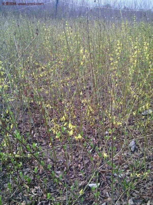 沭陽連翹苗供應(yīng) 沭陽連翹苗供應(yīng)