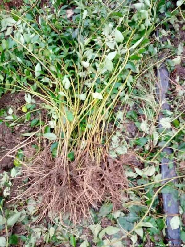 沭陽連翹規(guī)格 沭陽連翹規(guī)格