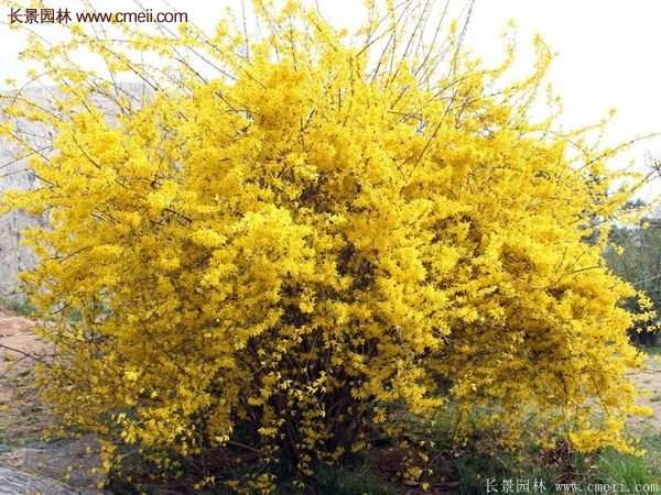 沭陽連翹價(jià)格