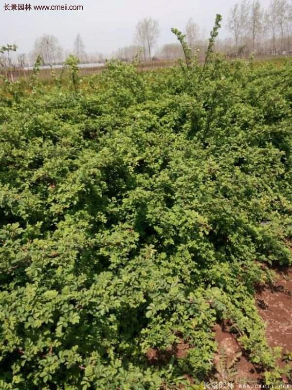 薔薇苗哪里有賣？