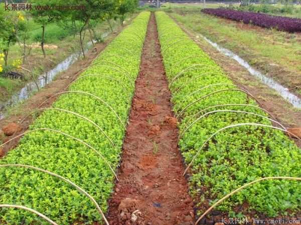 沭陽(yáng)連翹苗