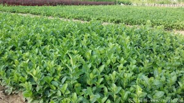 沭陽(yáng)基地衛(wèi)矛球 沭陽(yáng)基地衛(wèi)矛球