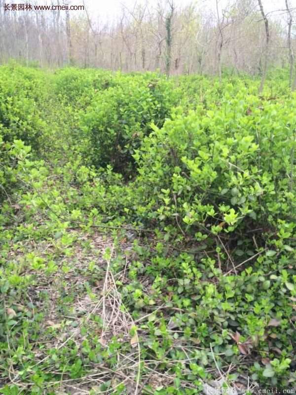 沭陽(yáng)基地衛(wèi)矛球 沭陽(yáng)基地衛(wèi)矛球