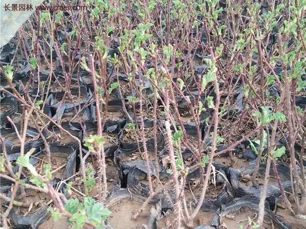 便宜的多花薔薇去哪買？