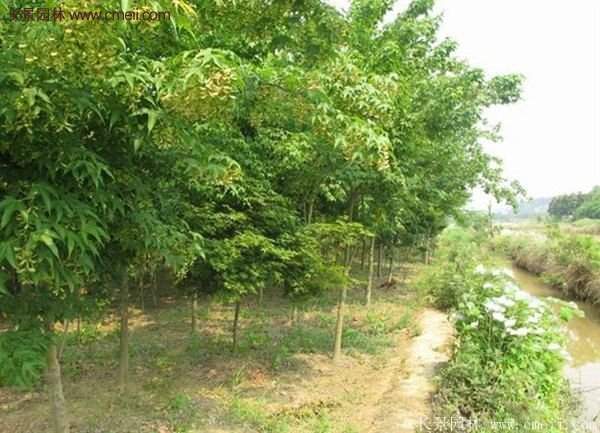 青楓樹苗產(chǎn)地都有哪些地方？