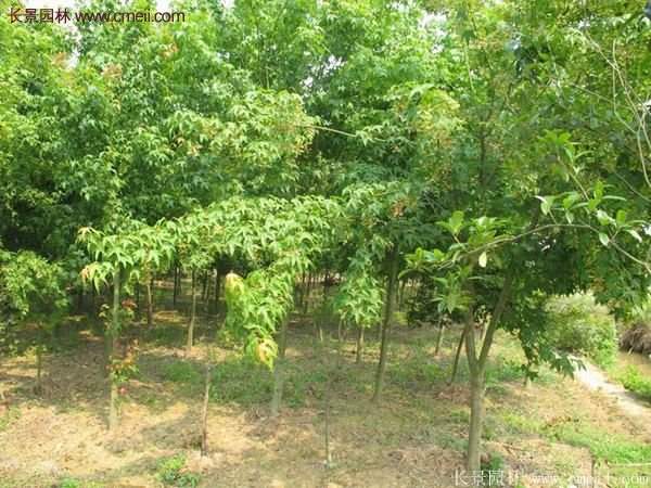 青楓樹苗產(chǎn)地都有哪些地方？