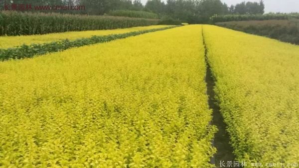 金葉女貞苗、金葉女貞球