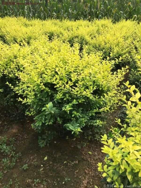 金葉女貞苗、金葉女貞球