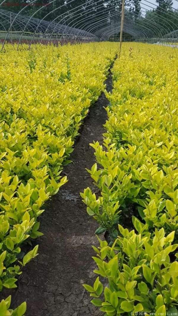 金森女貞 金森女貞