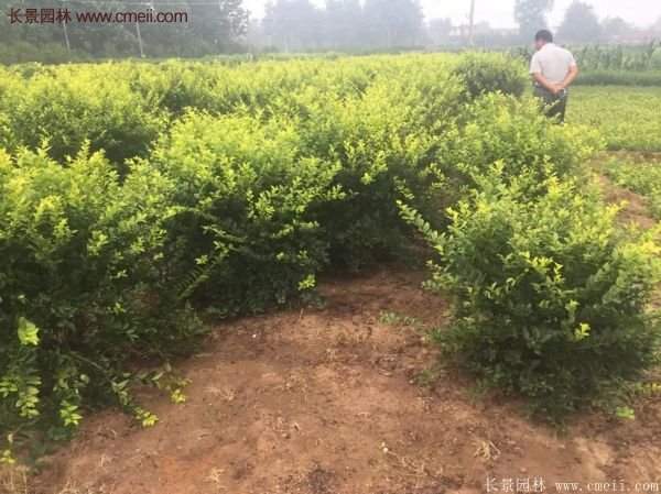 沭陽(yáng)基地的金葉女貞球