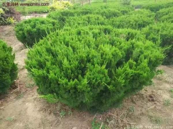 龍柏球?qū)嵟膱D片