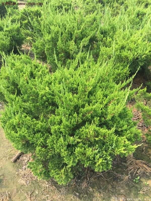 龍柏球?qū)嵟膱D片