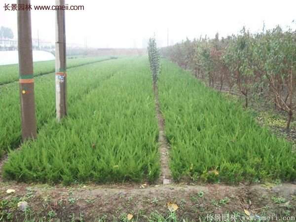 最新最全的小龍柏栽植技術(shù)匯總