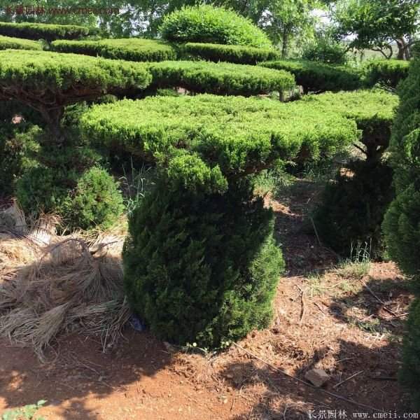 龍柏景觀樹造型