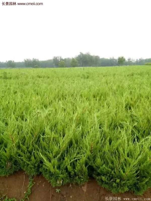 80公分高度的龍柏，主要用來作綠籬、色塊