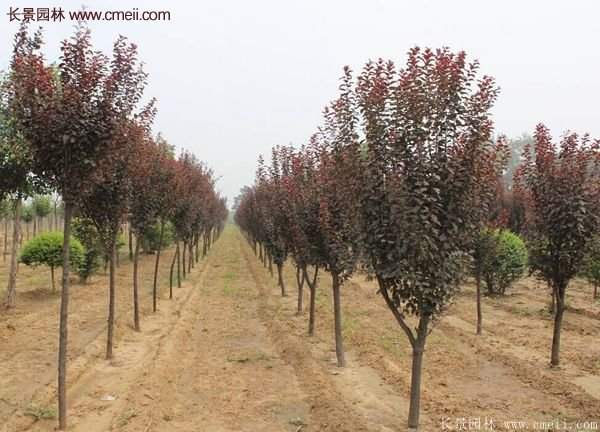 紫葉李批發(fā)基地，