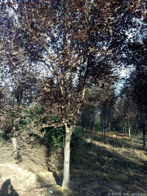 紫葉李批發(fā)基地，