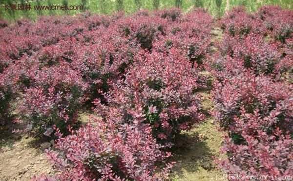 紅葉小檗的種植 紅葉小檗的種植