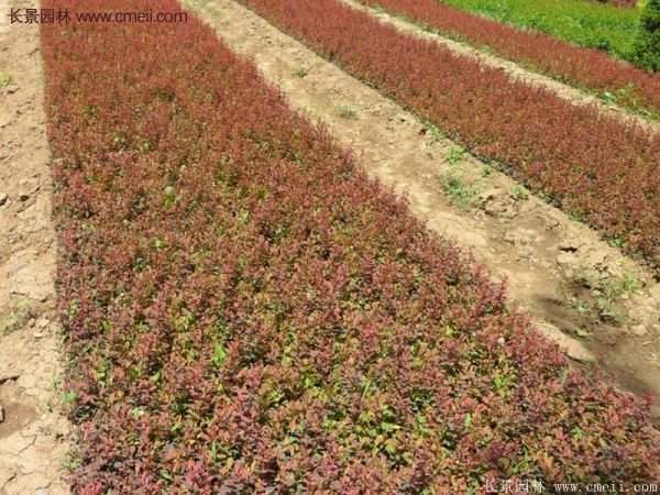 沭陽紅葉小檗價格 沭陽紅葉小檗價格
