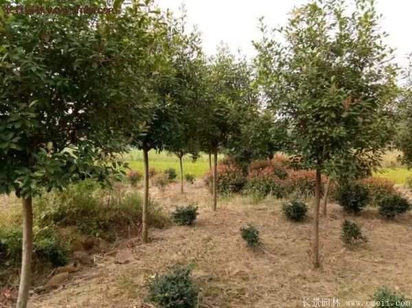 沭陽基地的紅葉石楠球、高桿紅葉石楠