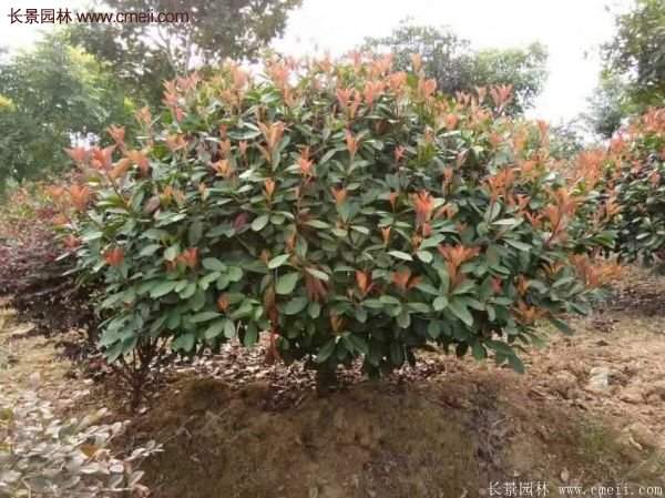沭陽紅葉石楠的規(guī)格 沭陽紅葉石楠的規(guī)格