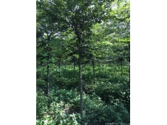 較大的櫸樹產(chǎn)地，產(chǎn)量百分之二十以上