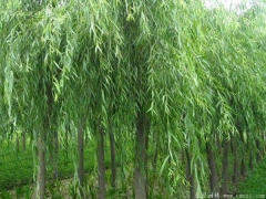 垂柳多少錢一棵？