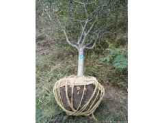 哪里的垂絲海棠苗價(jià)格比較低？