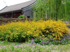 <font color='#FFFF00'>產(chǎn)地直銷的棣棠球多少錢一棵？</font>