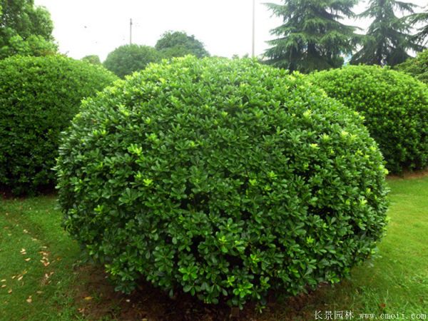 海桐球-長(zhǎng)景園林