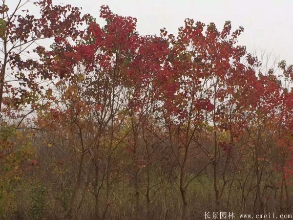 紅烏桕圖片紅烏桕基地實拍 紅烏桕圖片紅烏桕基地實拍