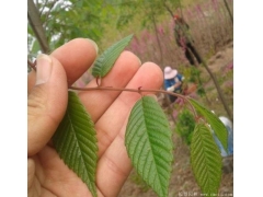 櫸樹生長速度快嗎？