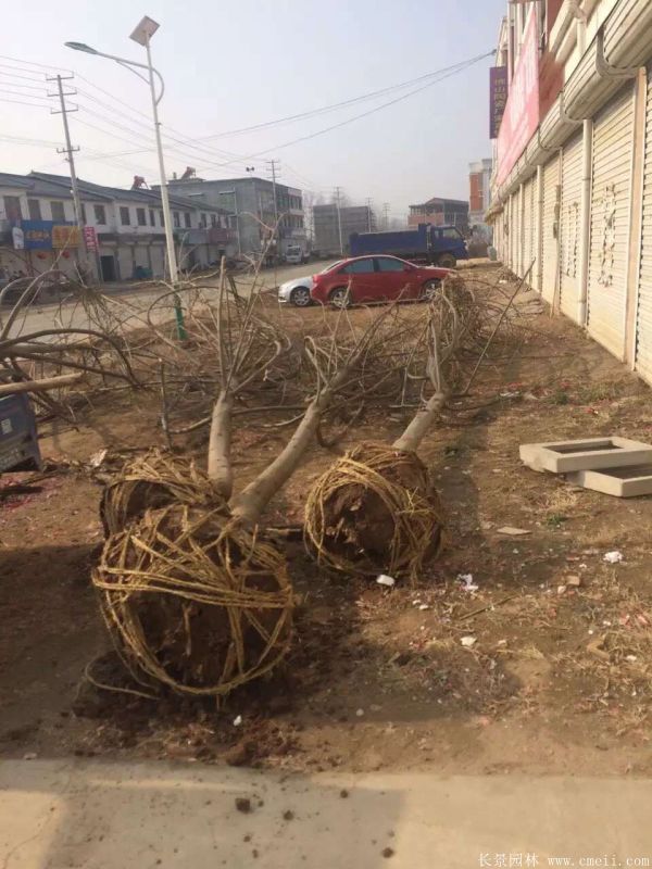 楓楊圖片楓楊樹基地實(shí)拍