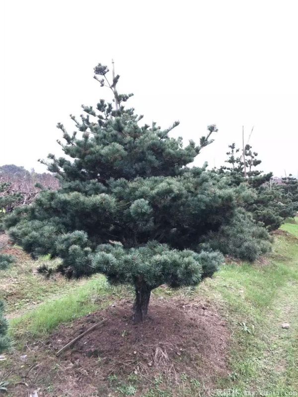 五針?biāo)蓤D片五針?biāo)苫貙?shí)拍