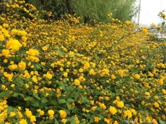 棣棠多少錢一棵？