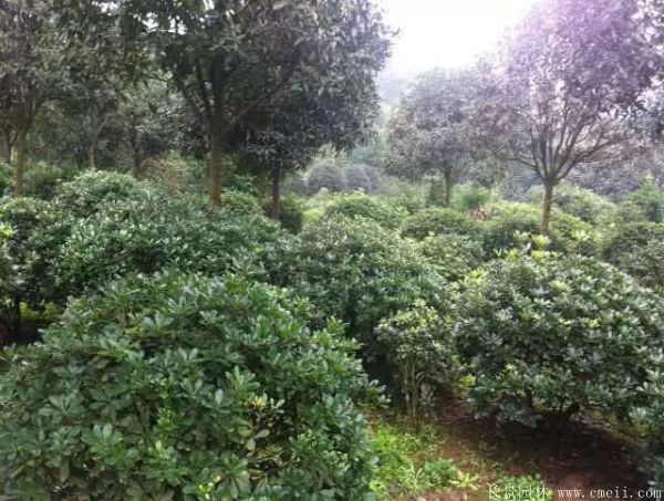 海桐圖片基地實(shí)拍 海桐圖片基地實(shí)拍