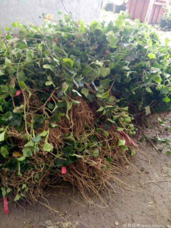 常春藤苗圖片基地實(shí)拍