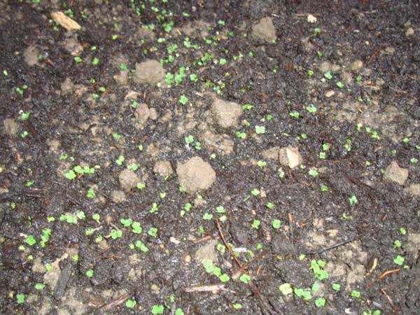 蒲公英種子發(fā)芽出芽圖片 蒲公英種子發(fā)芽出芽圖片